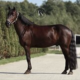 ПОНИ ПОД ЛЮБОГО ВСАДНИКА 