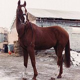 РЫЖИЙ МЕРИН 160 СМ В ХОЛКЕ