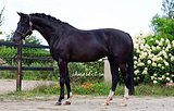 Импортная кобыла 