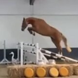 БЕЛЬГИЙСКАЯ КОБЫЛА 5 ЛЕТ