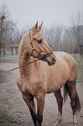 Активная 