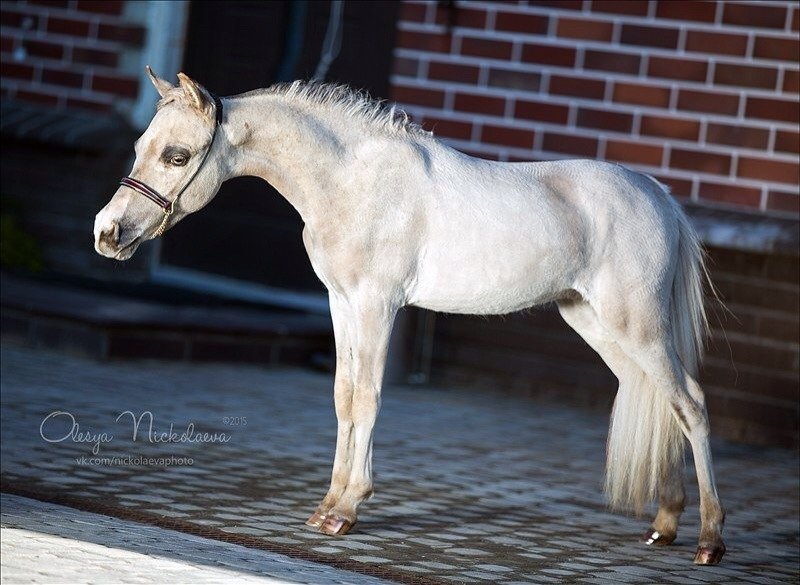 Американская миниатюрная лошадь, годовалый жеребчик, нашей селекции- HF INIKIS GREAT JOB