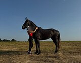кобала кросс-фриз 