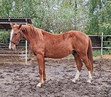 Жеребец 2023 гр