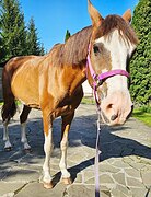 Мерин 2013 гр, 156 в холке