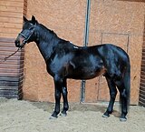 Жеребец 2018 гр, 160 вх