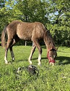 МОЛОДАЯ КОБЫЛА ПОНИ