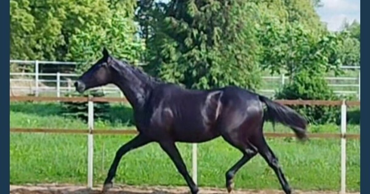 Священное животное лошадь. Девушка обнимает лошадь. Испанский жеребец танец ногами черный. Лошадь на корде. Активные жеребцы.