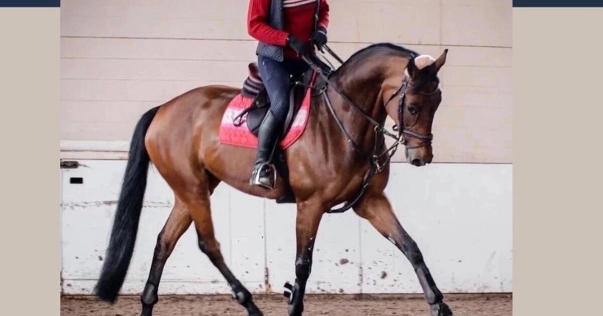 Конный спорт санкт петербург