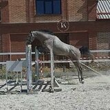 ЖЕРЕБЕЦ KWPN 4 ГОДА