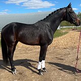 ЖЕРЕБЕЦ В ВЫЕЗДКУ И КОНКУР 