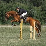 БУДЕННОВСКИЙ ЖЕРЕБЕЦ 9 ЛЕТ