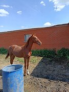 Кобыла от CHAC DE MUZE