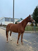 Учитель в конкур коб. 2015 гр