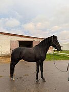 Шикарный жеребец для джиги