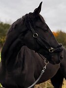 ВЫСОКИЙ В ВЫЕЗДКУ