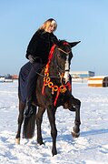 конкур120,выездка,троеборье