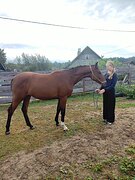 Ламборгини