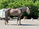 Кобыла в пони-типе