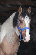 пони-класс в/х146см 2018г.р.