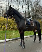 МЕРИН 9 ЛЕТ 180 СМ В ХОЛКЕ