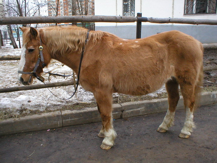 Старенькая, добренькая лошадь..