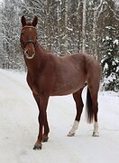 Жеребец 2021 гр