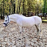 УЧЕБНАЯ ПОНИ • ДЕШЕВО