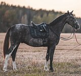 МОЛОДОЙ МЕРИН • ГОТОВИТСЯ 