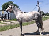 Молодой жеребец, заезжен, в 