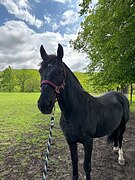 Мерин, 2010гр, 150вх