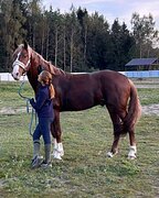 Высокий жеребец/ маршруты 70