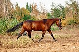 красавица ахалтекинка