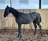 Правнук (Contender, Sandro hit)