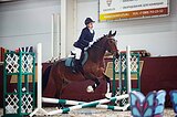 Мерин 2016 гр, 152 вх