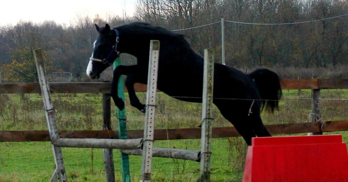 Гимн конного спорта