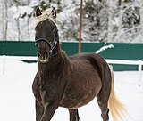 СЕРЕБРИСТО-ВОРОНОЙ 