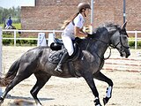 КОБЫЛА В КОНКУР/ХОББИ