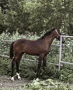 КОБЫЛКА • ОЧЕНЬ ДЕШЕВО