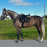 шикарный орловец