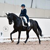 ВОРОНАЯ КОБЫЛА KWPN 10 ЛЕТ