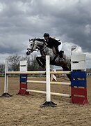 МЕРИН В КОНКУР