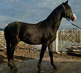 Жеребчик УВП