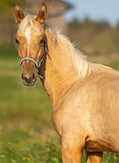 тракен соловой масти