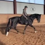 ОЛЬДЕНБУРГСКИЙ ЖЕРЕБЕЦ