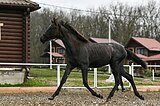 Вестфальская кобыла