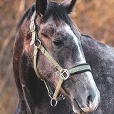 Молодой мерин 