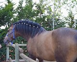 Буланой андалуз Супер цена