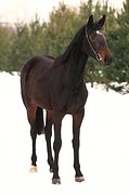 КОБЫЛА В КОНКУР