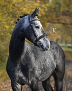 МЕРИН 171 СМ В ХОЛКЕ 5 ЛЕТ